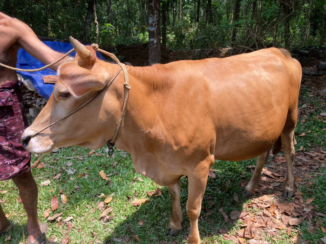 Jersey Cow